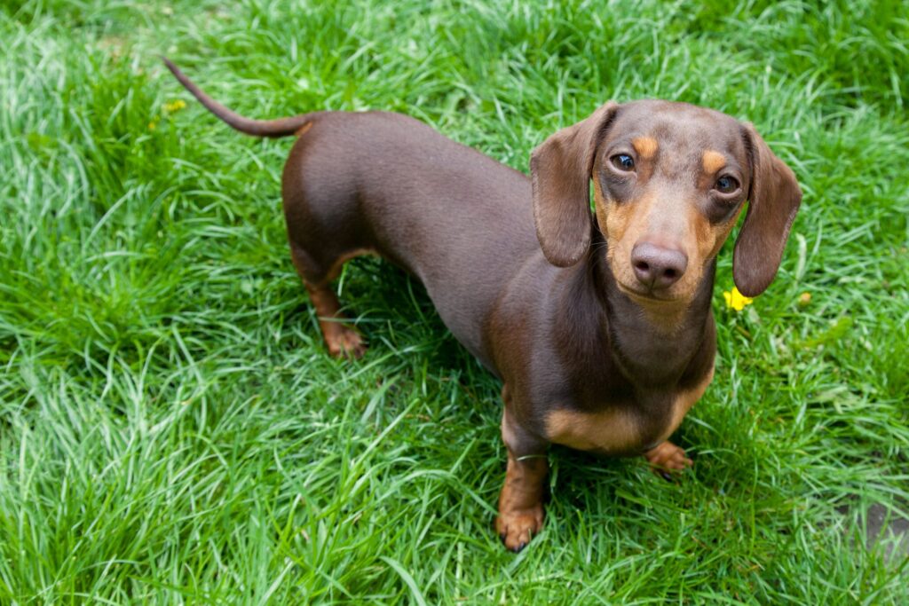 dachshund dog